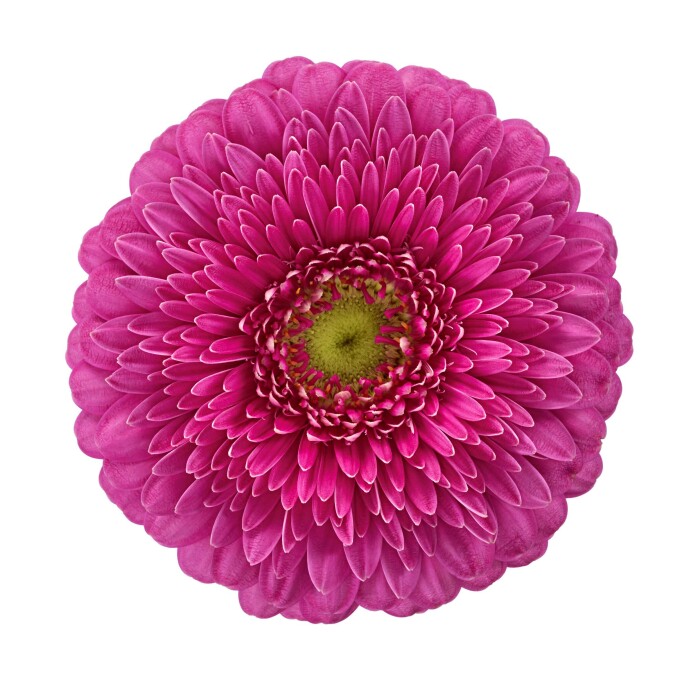 Productfoto van Pomponi® Mini Snuffy een introductie van de nieuwe hot pink kleur