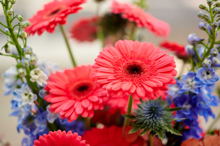 Sfeerfoto van Gerbera Standard Rossano van HilverdaFlorist. Een koraalkleurige Gerbera met een grote bloem.