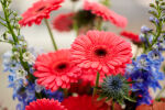 Foto de ambiente de Gerbera Standard Rossano de HilverdaFlorist. Una Gerbera de color coral cálido con una flor grande.