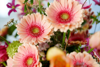 Foto de ambiente de Gerbera Sublime. Con pétalos exteriores de color rosa suave, un interior rosa intenso y un fresco centro verde.