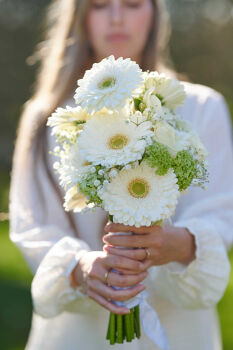 Foto de ambiente de Gerbera Standard Cologne de HilverdaFlorist. Una Gerbera de color blanco puro con un fresco centro verde y abundantes capas de pétalos.