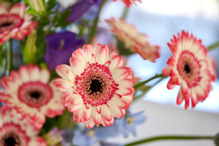 Sfeerfoto van Gerbera Mini Jagoda. Witte bloemblaadjes met scherp roze randen