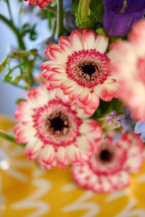 Sfeerfoto van Gerbera Mini Jagoda. Witte bloemblaadjes met scherp roze randen.
