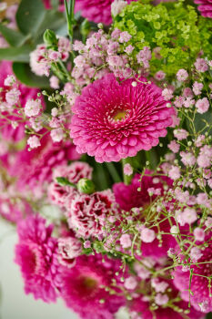 Close-up product photo of Gerbera Pomponi® Mini Snuffy with hot pink blooms.