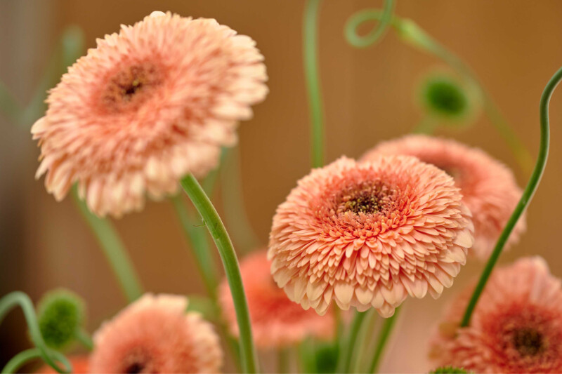 Close-up sfeerfoto van Pomponi® Peach Ball.