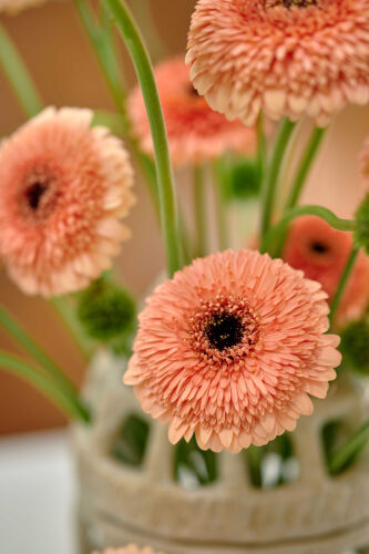 Imagen de ambiente en primer plano que muestra las flores de color melocotón de Pomponi® Peach Ball.