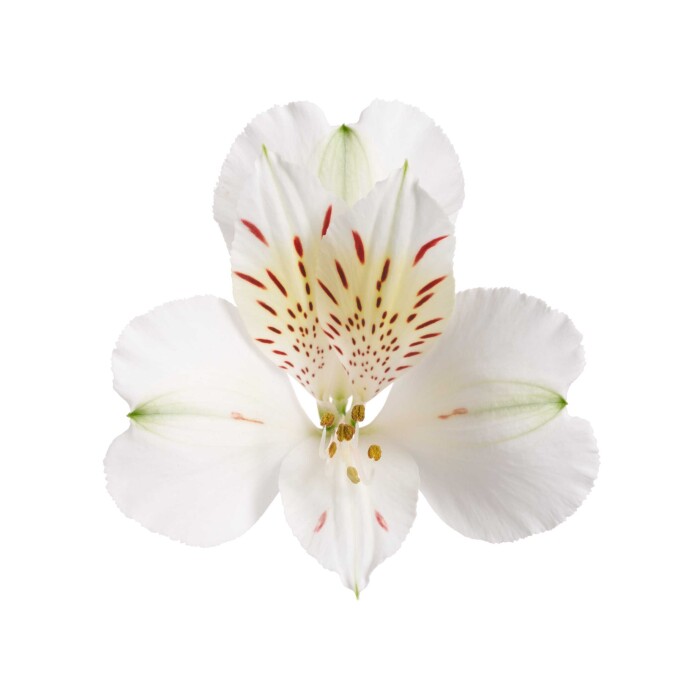 Productfoto van Alstroemeria Scroppino een witte bloem