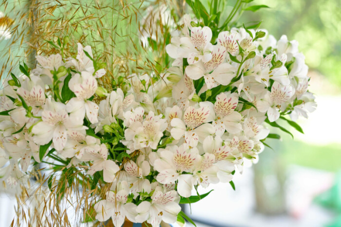 Sfeerfoto van Alstroemeria Scroppino met zuiver witte bloemen in een vaas