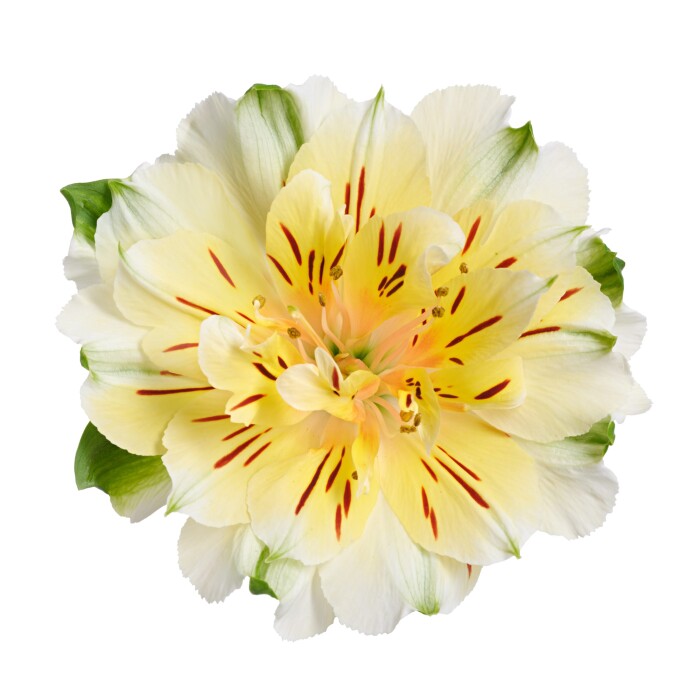 Productfoto van Alstroemeria Fashionista® Couture. Een sublieme witte snij-Alstroemeria met sterke stelen en een werkelijk unieke uitstraling