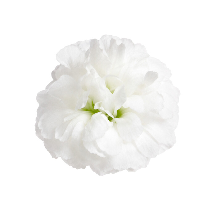 Close-upfoto van Gypsophila Zinzi® Lunara. Witte bloemen met bloemblaadjes die doen denken aan zachte gevallen sneeuwvlokken, aan takken vol bloemen.