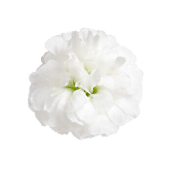 Foto de primer plano de Gypsophila Zinzi® Lunara. Flores blancas con pétalos que recuerdan a suaves copos de nieve caídos, sobre ramas llenas de flores.