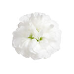 Foto de primer plano de Gypsophila Zinzi® Lunara. Flores blancas con pétalos que recuerdan a suaves copos de nieve caídos, sobre ramas llenas de flores.