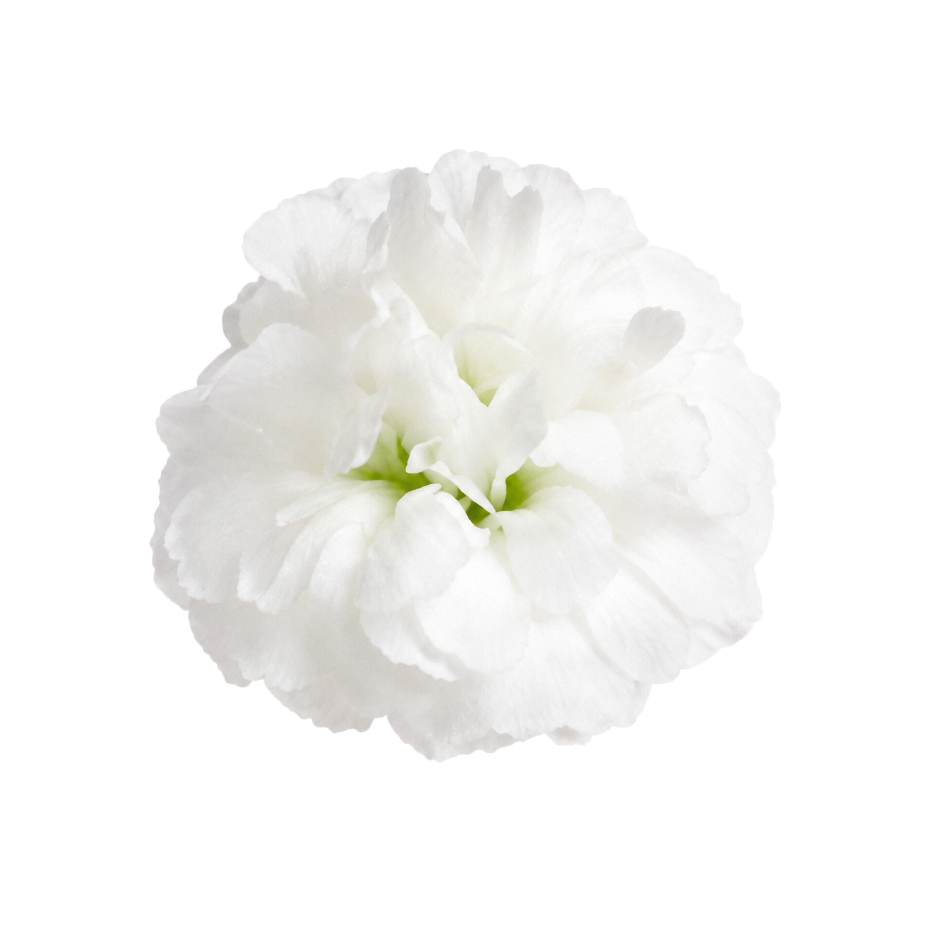 Close-upfoto van Gypsophila Zinzi® Lunara. Witte bloemen met bloemblaadjes die doen denken aan zachte gevallen sneeuwvlokken, aan takken vol bloemen.