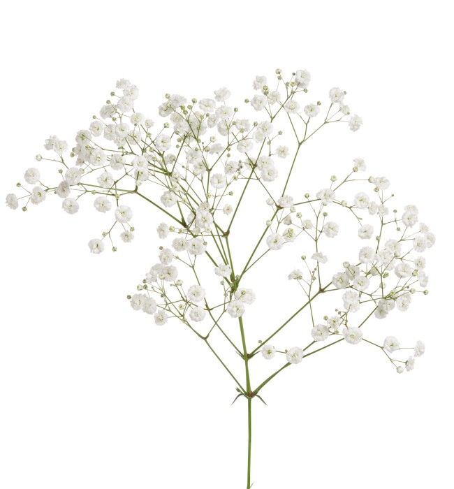 Productfoto van Gypsophila Zinzi® Lunara. Witte bloemen met bloemblaadjes die doen denken aan zachte gevallen sneeuwvlokken, aan takken vol bloemen.