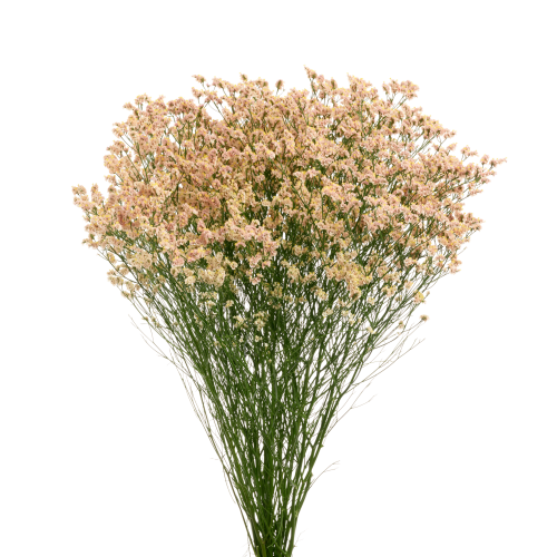 Productfoto Inca Diamond met perzikkleurige bloemen