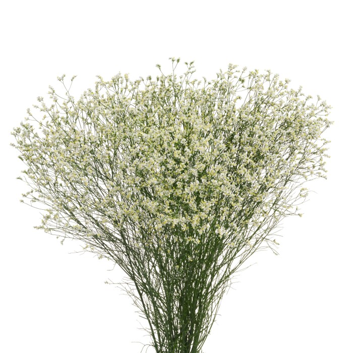 Productfoto van Limonium Diamond™ Zenith Diamond van HilverdaFlorist. Een witte Limonium met gele accenten en lange stelen.