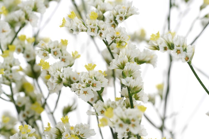Close-upfoto van Limonium Diamond™ Zenith Diamond van HilverdaFlorist. Een witte Limonium met gele accenten en lange stelen.