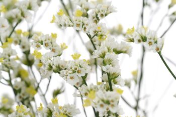 Foto de primer plano de Limonium Diamond™ Zenith Diamond de HilverdaFlorist. Un Limonium blanco con acentos amarillos y tallos largos.