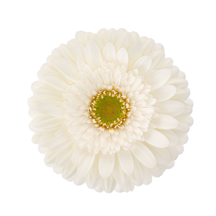 Productfoto van Gerbera Standard Cologne van HilverdaFlorist. Een zuiver witte Gerbera met een frisgroen hart en rijke lagen bloemblaadjes.