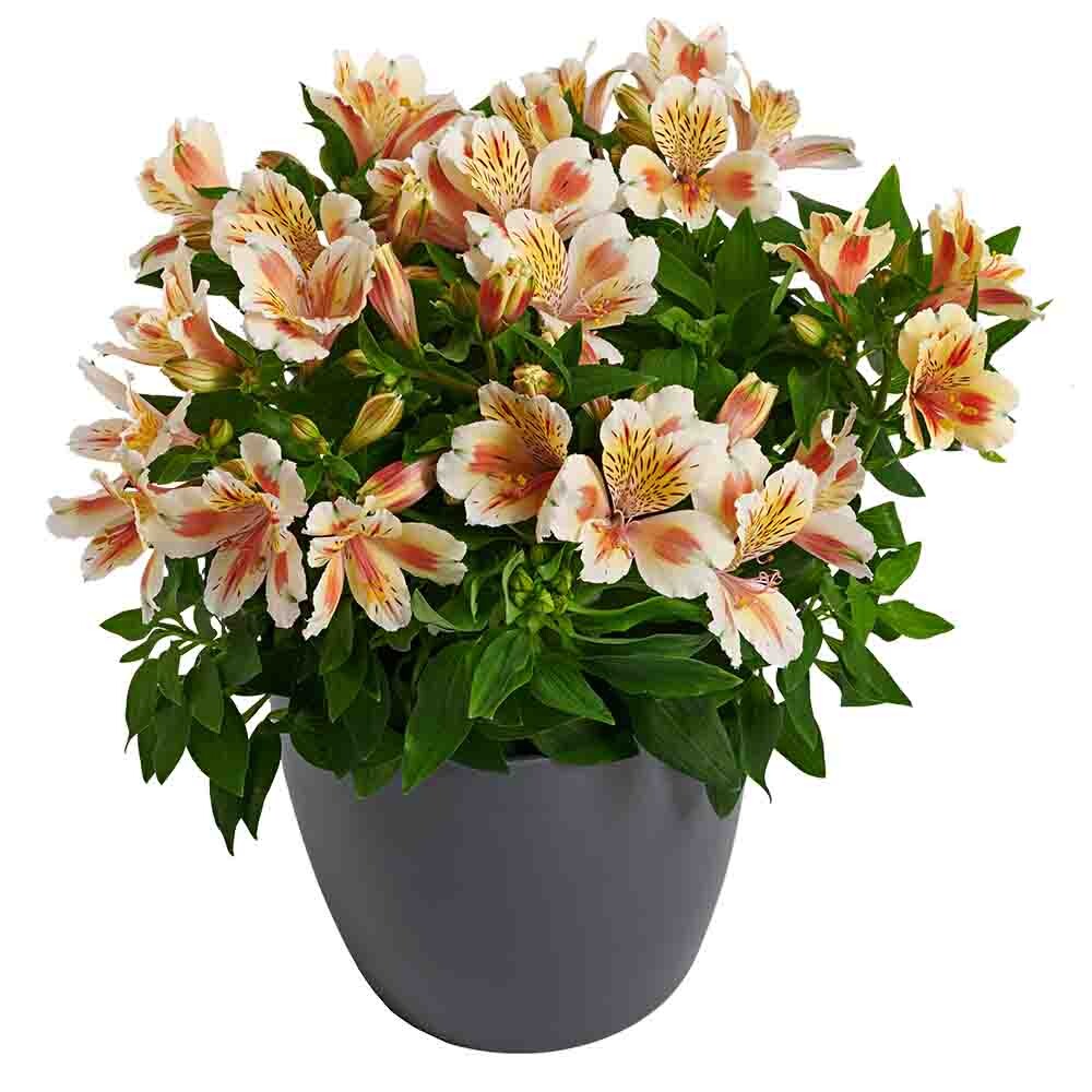 Alstroemeria Inticancha® Sunset met oranje en gele bloemen