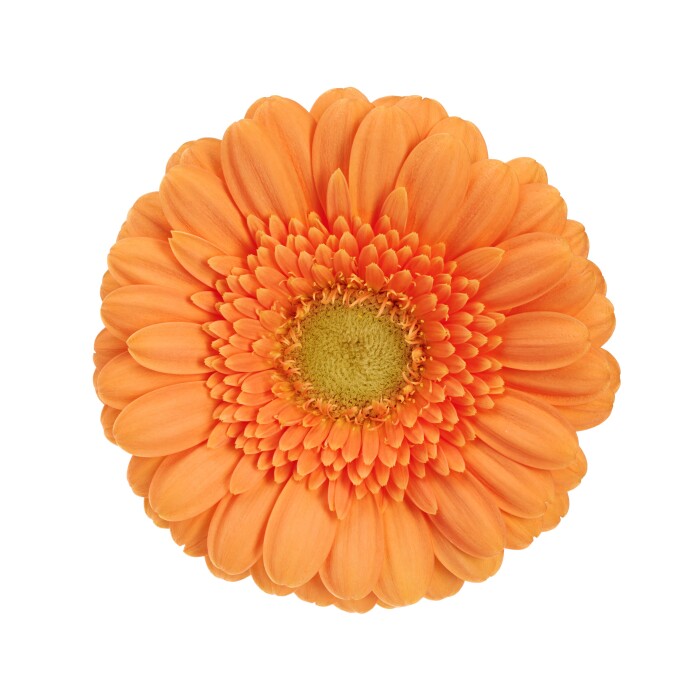 Gerbera Mini Surprise bloem met oranje bloemblaadjes en een groen hart.