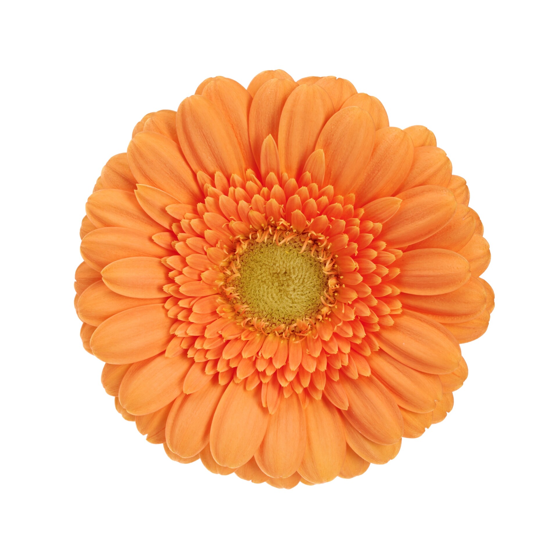 Gerbera Mini Surprise bloem met oranje bloemblaadjes en een groen hart.
