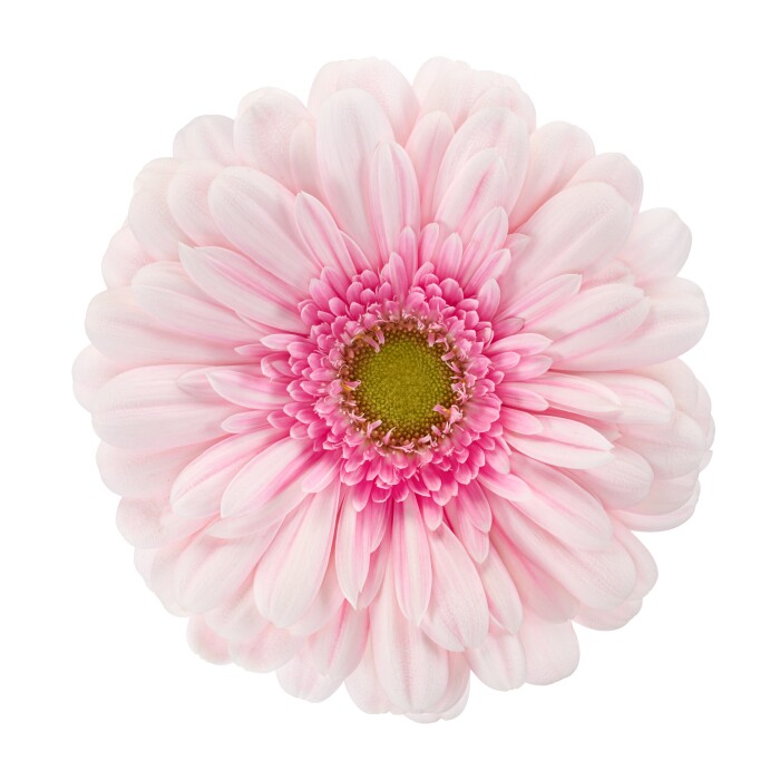 Gerbera Standard Nerea bloem met een donkerroze hart, zachtroze bloemblaadjes en een groen oog.