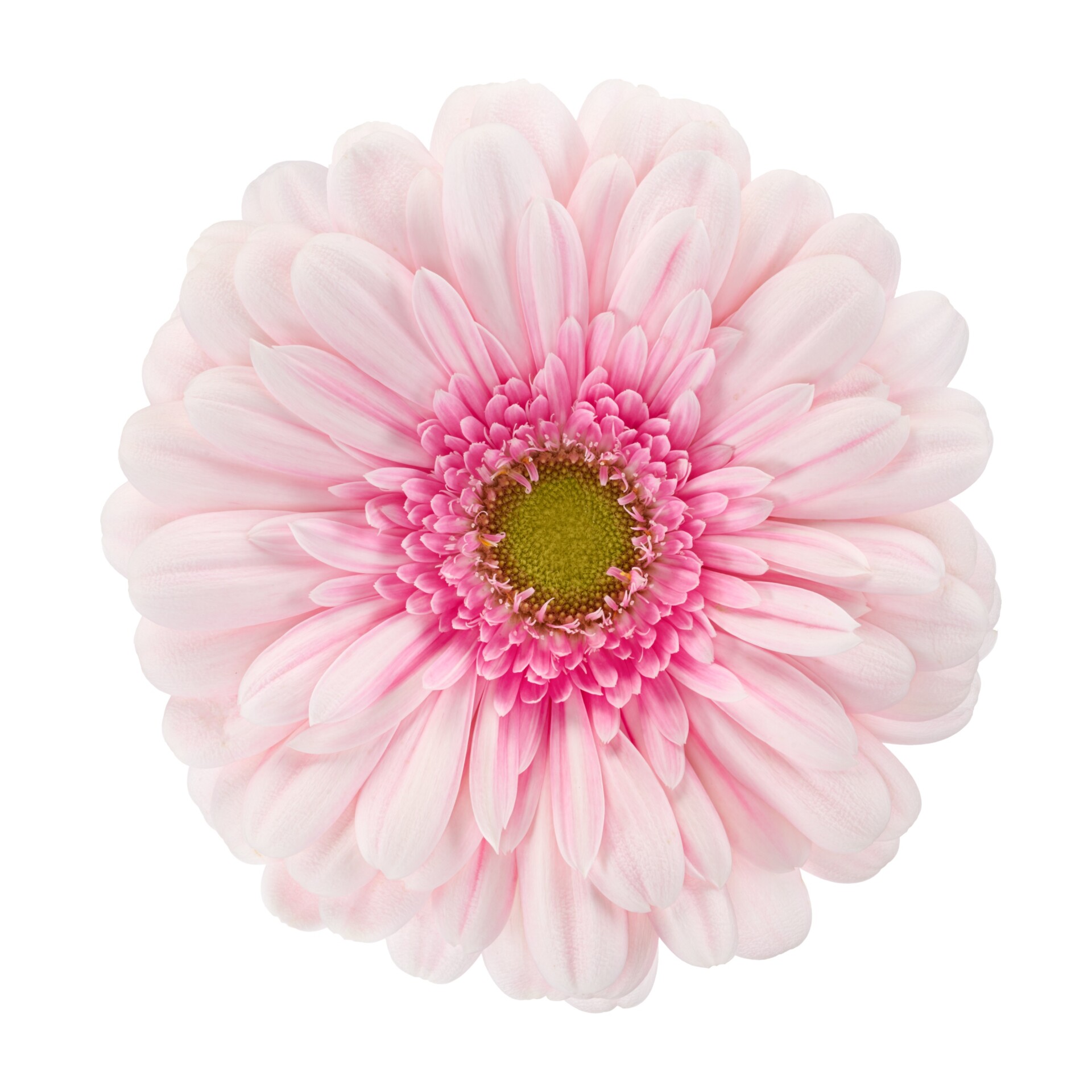 Gerbera Standard Nerea bloem met een donkerroze hart, zachtroze bloemblaadjes en een groen oog.