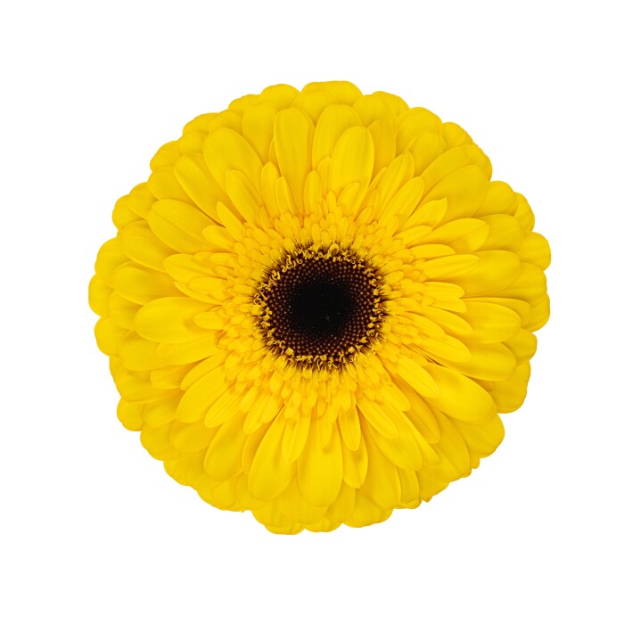 Gerbera Standard Playa met gele bloem