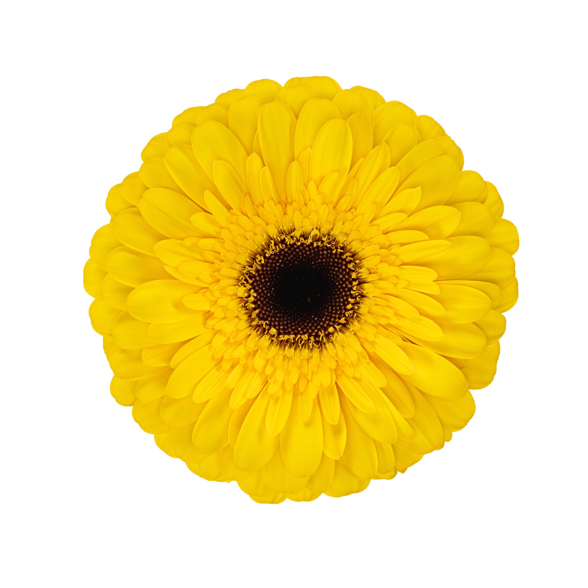 Gerbera Standard Playa met gele bloem