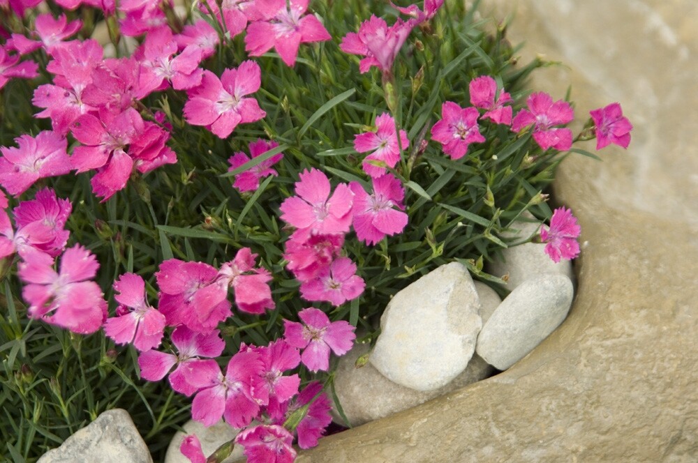 Dianthus Kahori con flores rosas entre piedras blancas en un jardín de rocas