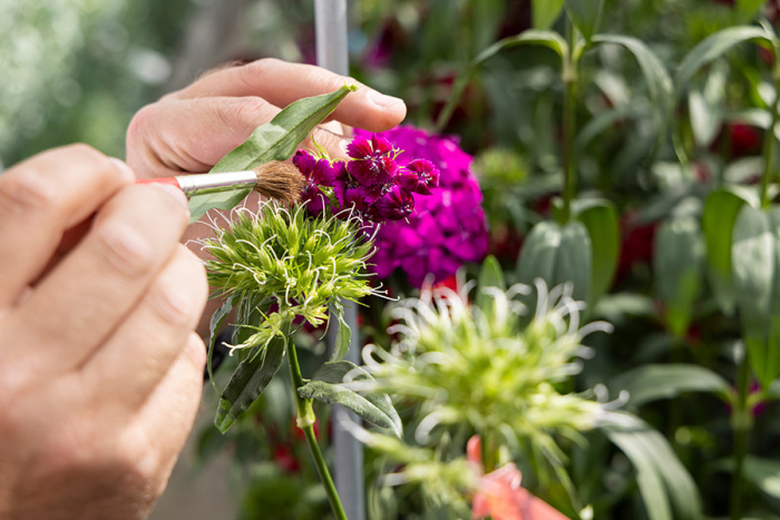 Mejorador recogiendo polen de una flor