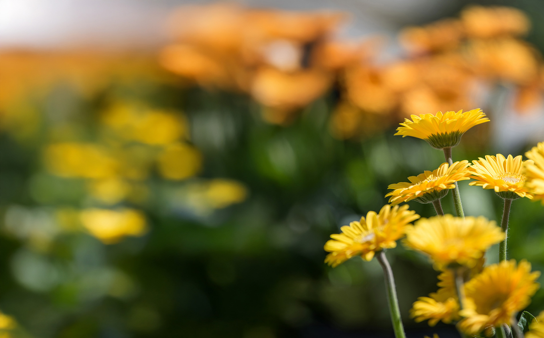 Yellow gerbera flowers outdoors