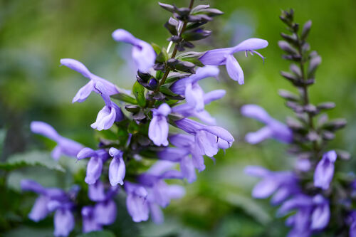 Blauwe Salvia van HilverdaFlorist met zachtblauwe bloemen tegen een groene achtergrond