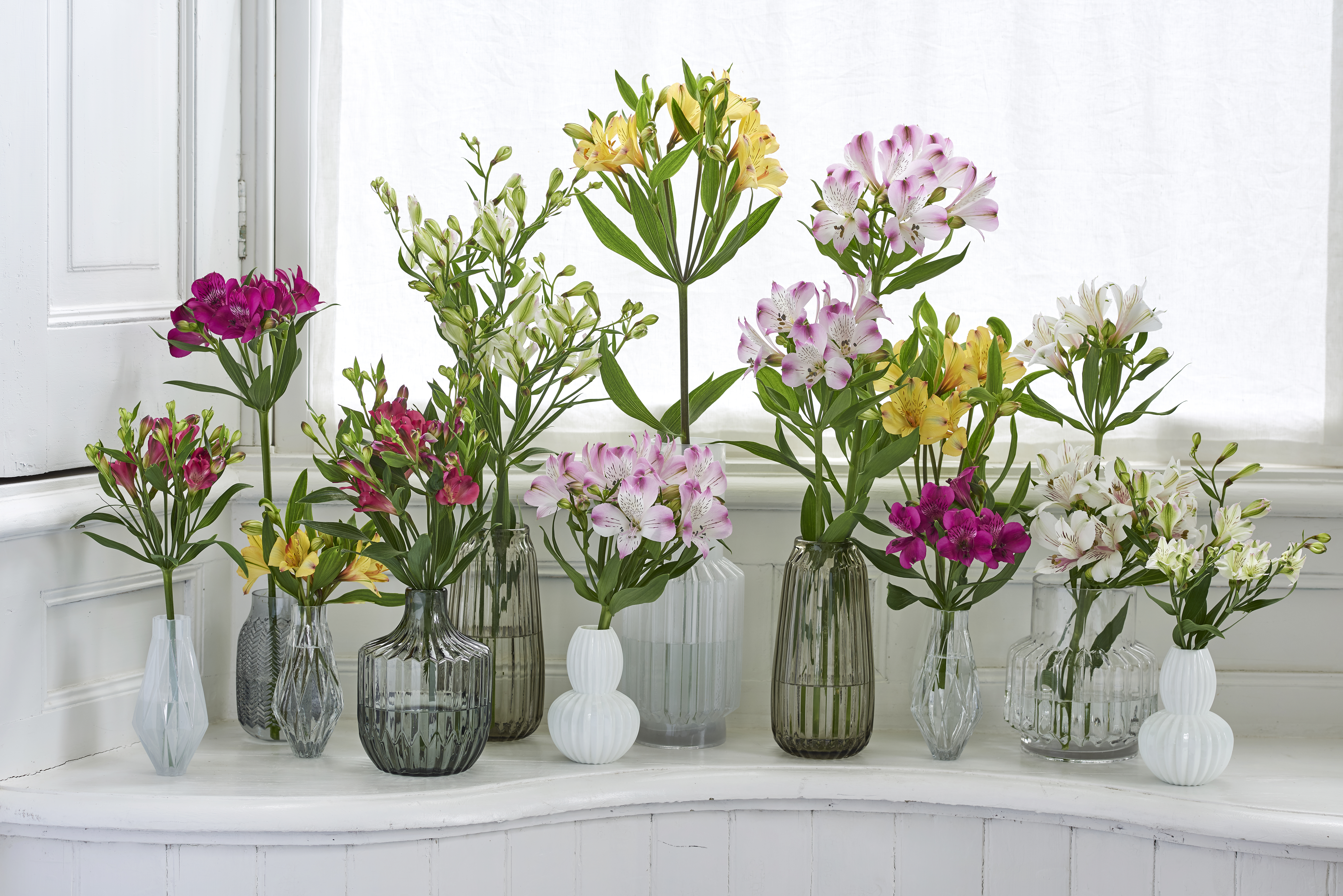 hilverdaFlorist_alstroemeria