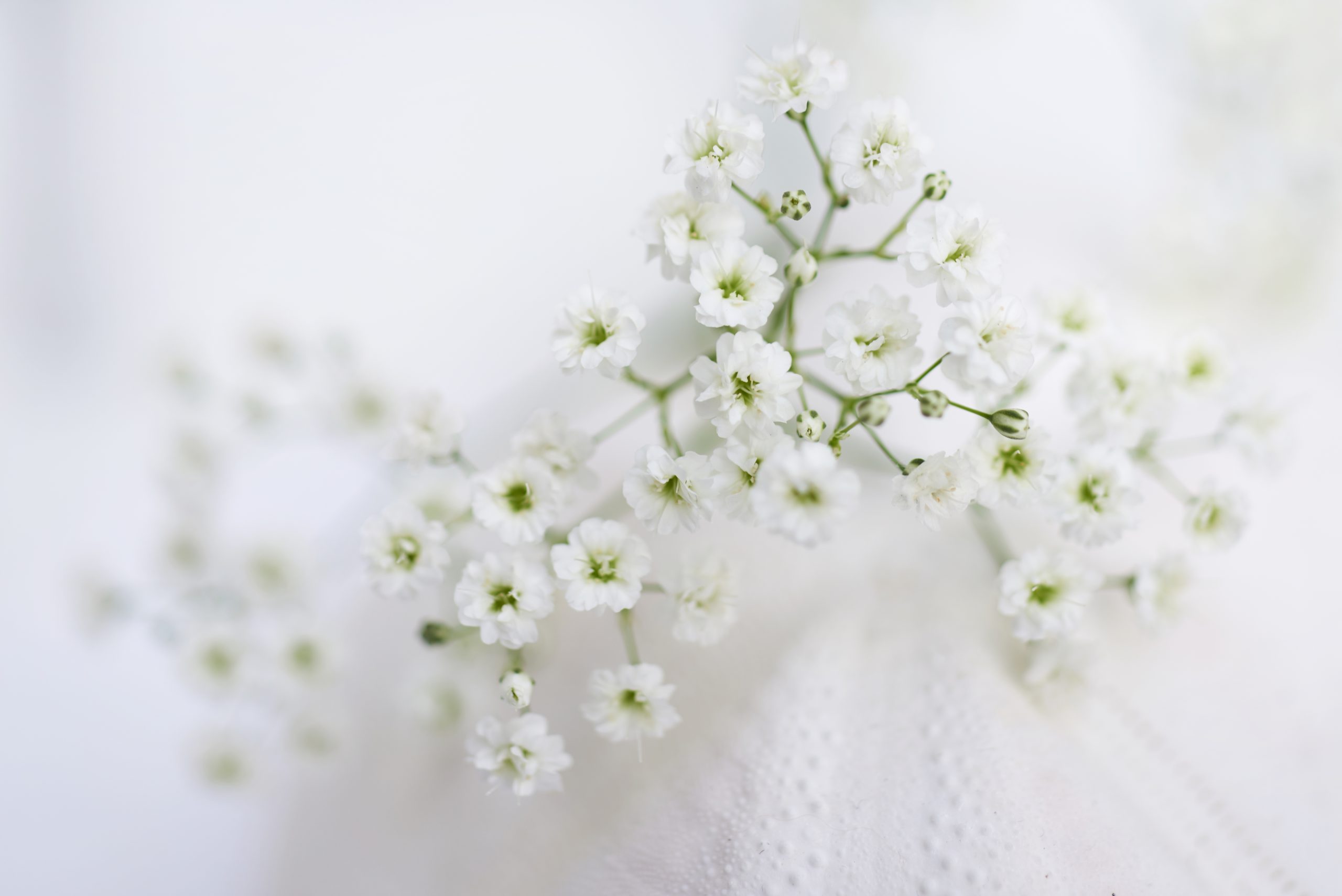 hilverdaFlorist_gypsophila