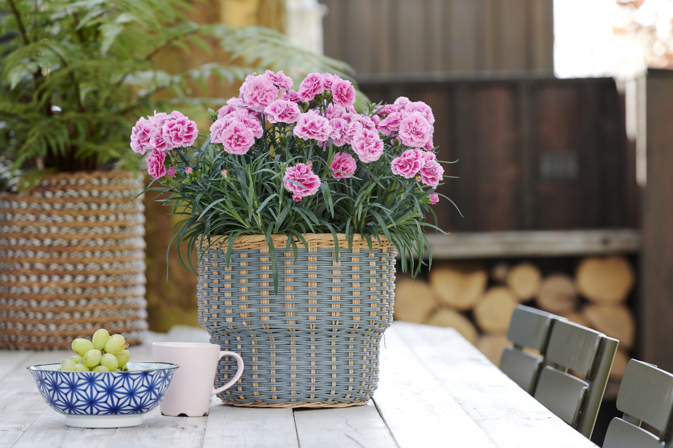 hilverdaFlorist_pot-plants_dianthus