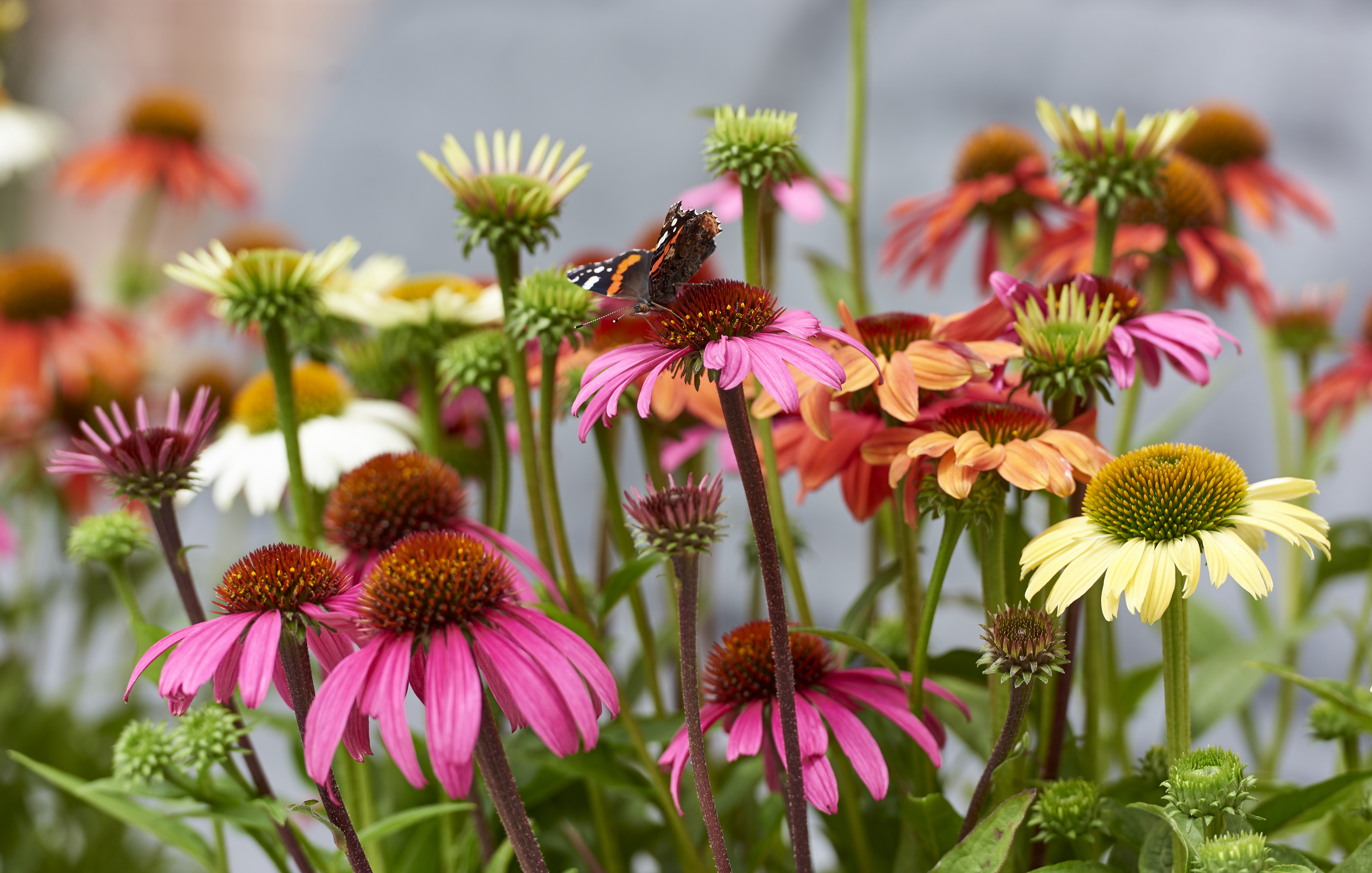 hilverdaFlorist_pot-plants_echinacea