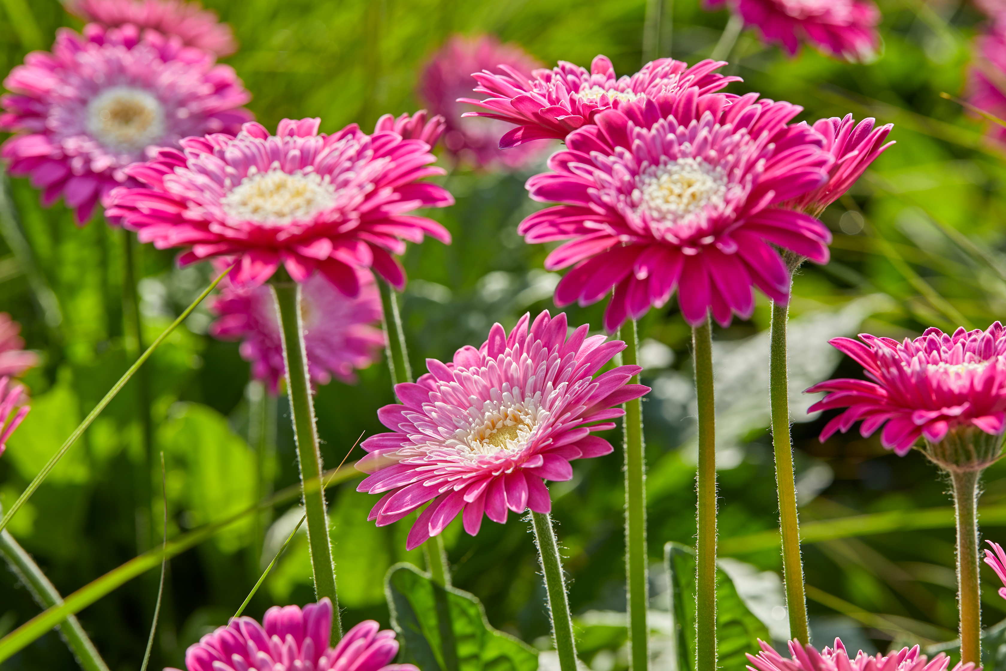 HilverdaFlorist Garvinea Garden Gerbera Classic Femmy