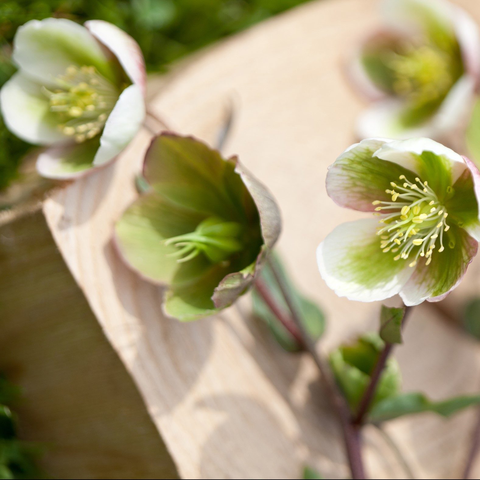 hilverdaFlorist_pot-plants_hellebore