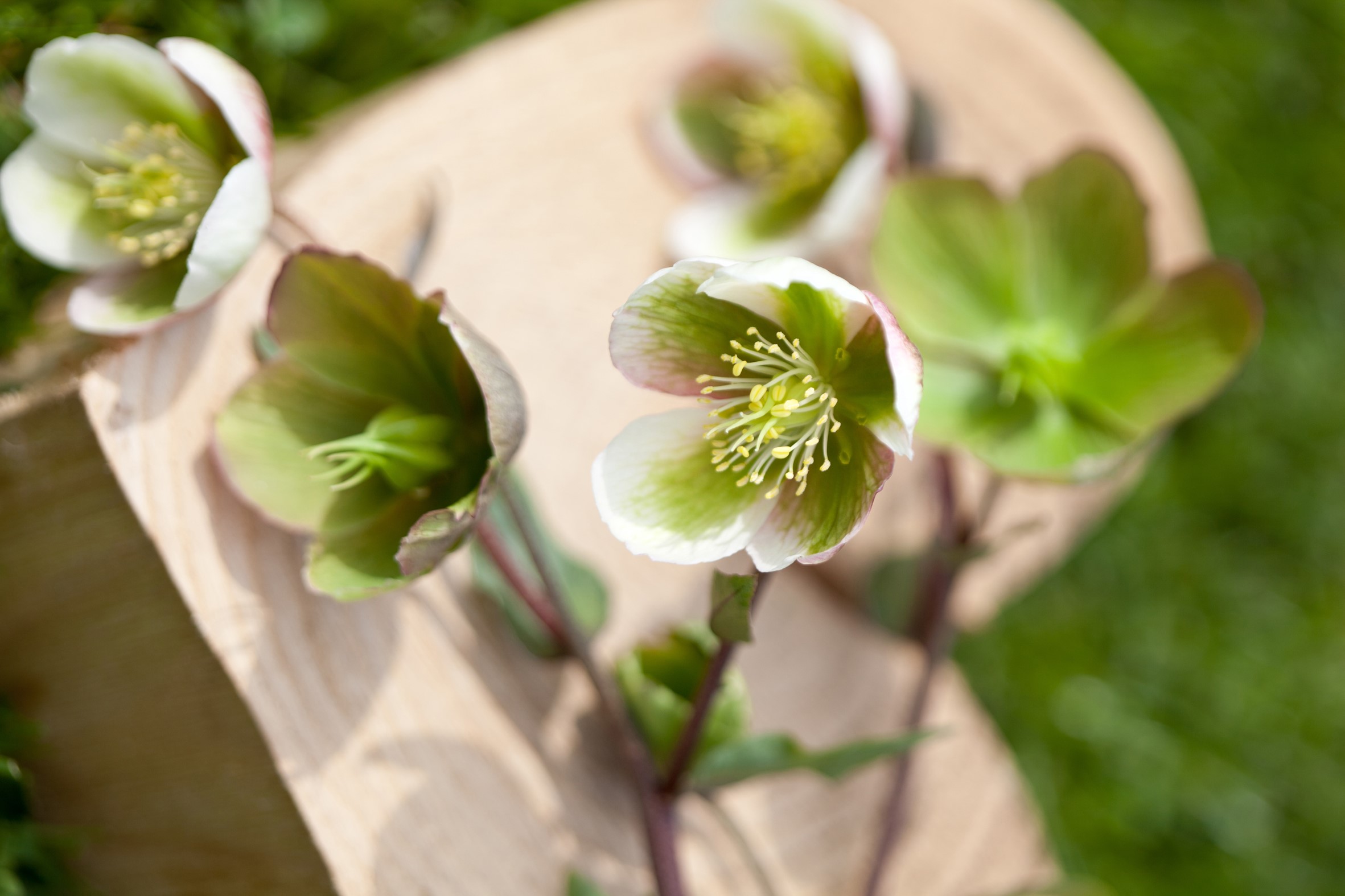 hilverdaFlorist_pot-plants_hellebore