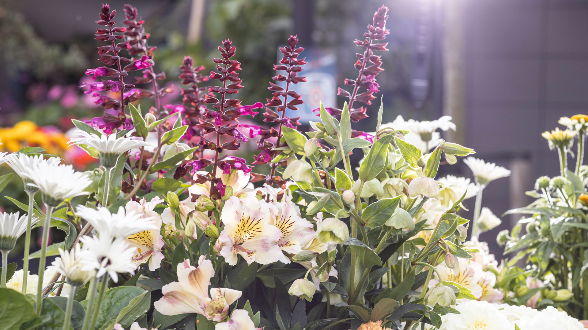 Header-HilverdaFlorist Salvia-Garvinea-Alstroemeria