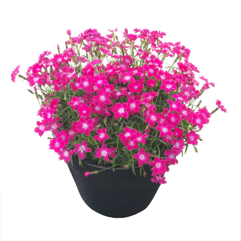 HilverdaFlorist_Dianthus_Beauties_Kahori-Scarlet