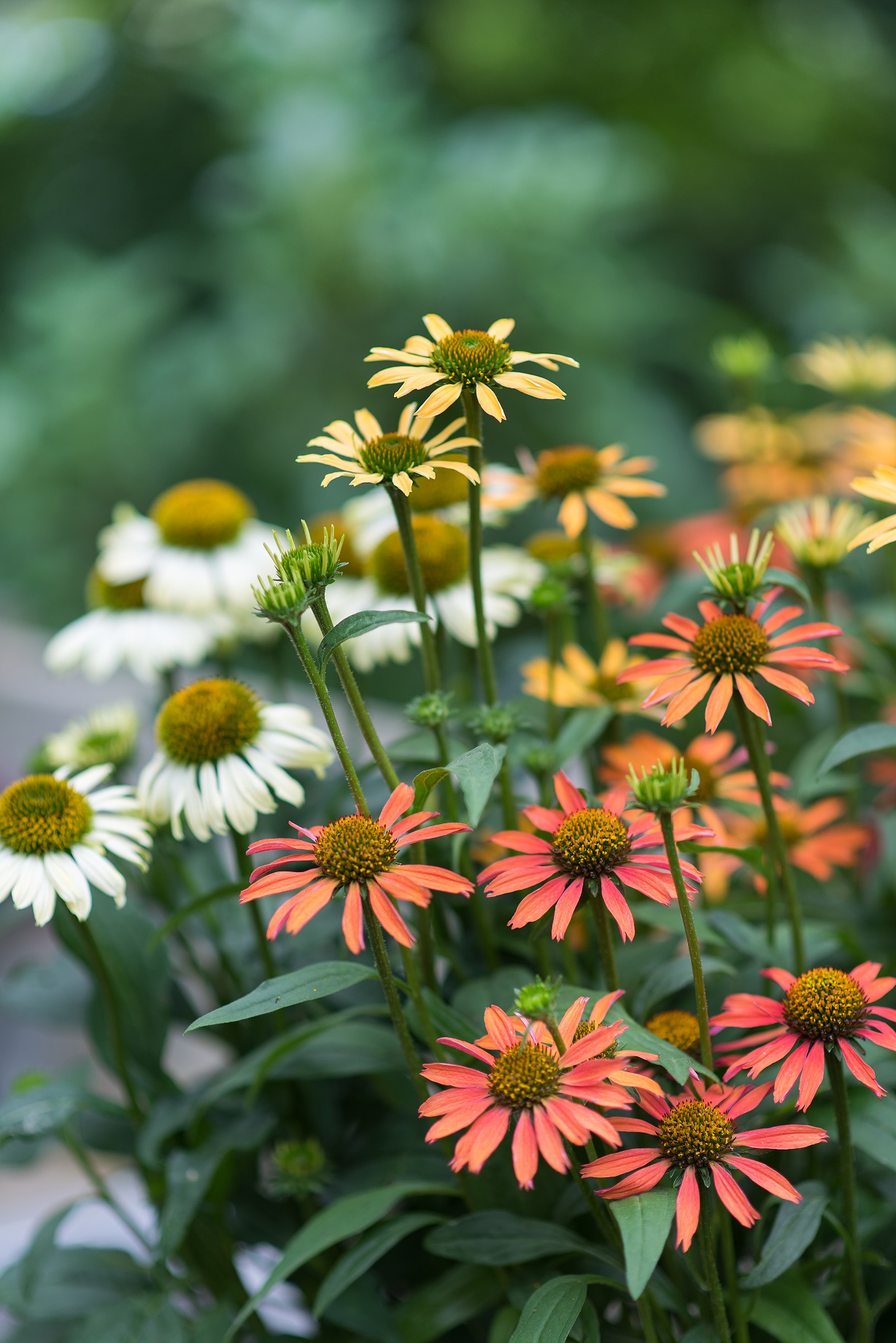 HilverdaFlorist Echinacea MOOODZ