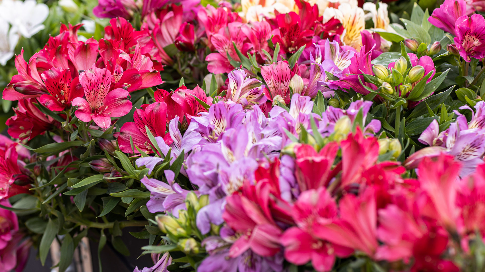 Header-HilverdaFlorist-Alstroemeria