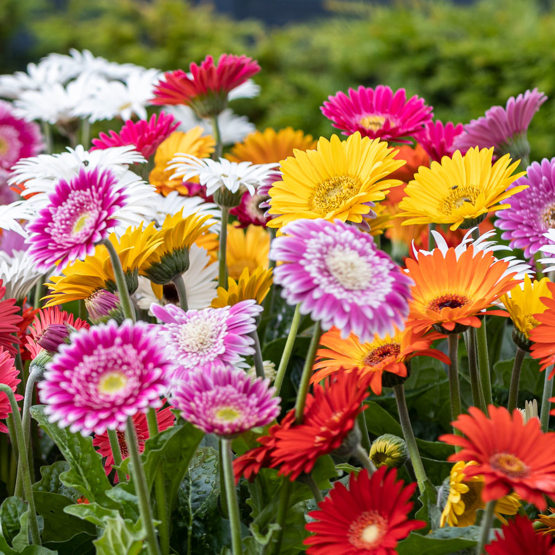 Header-HilverdaFlorist-Garvinea-Garden-Gerbera