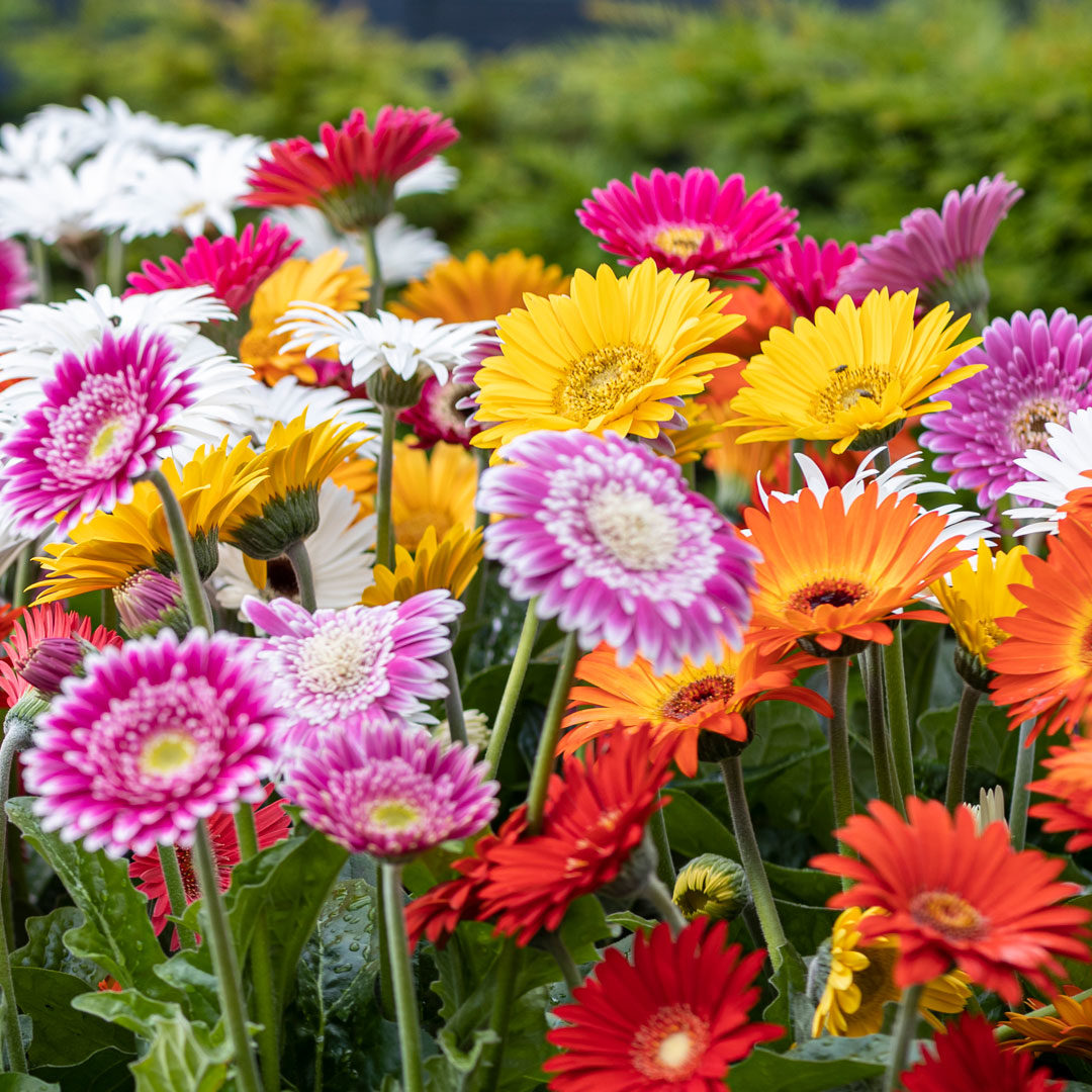 Header-HilverdaFlorist-Garvinea-Garden-Gerbera