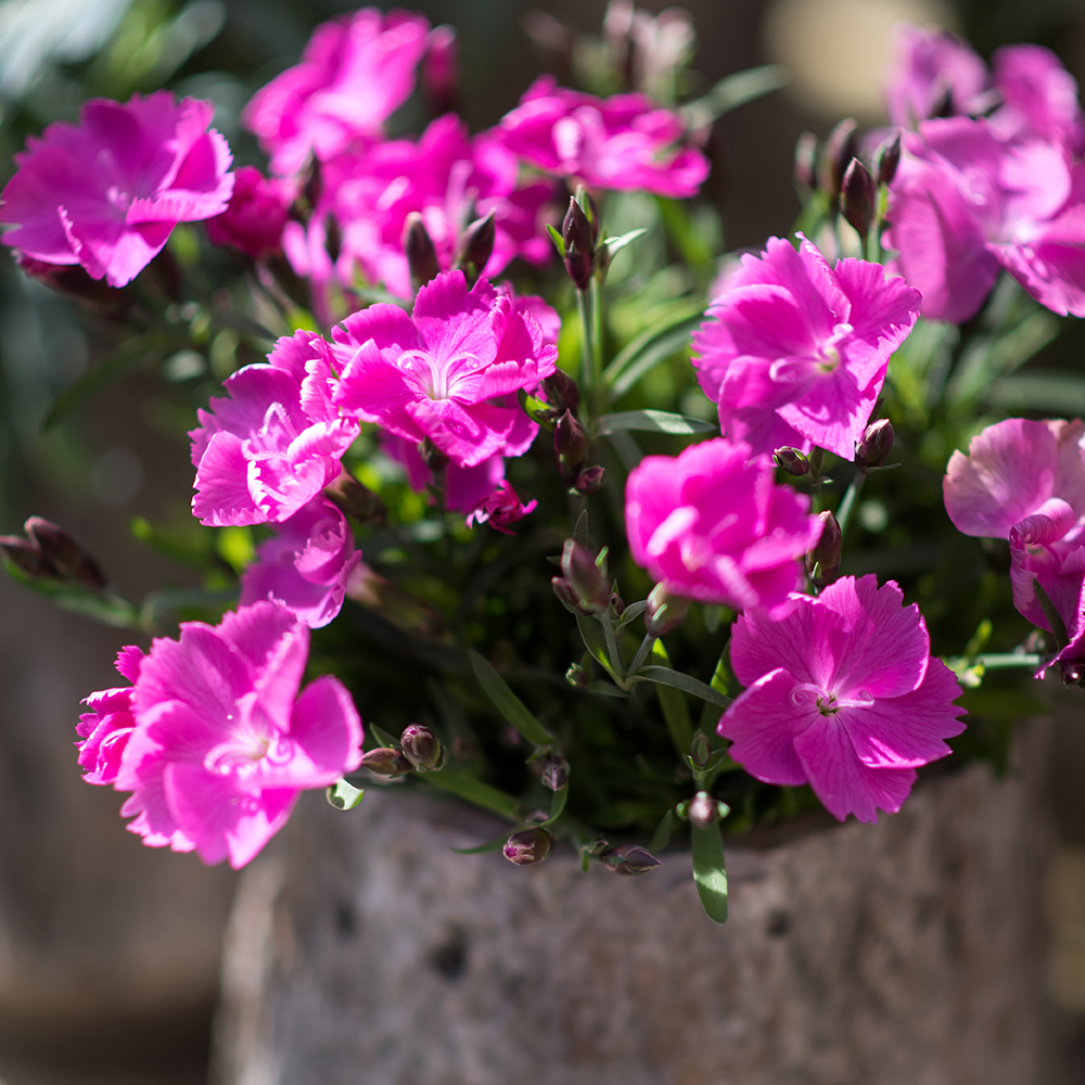 HilverdaFlorist-Dianthus-Beauties