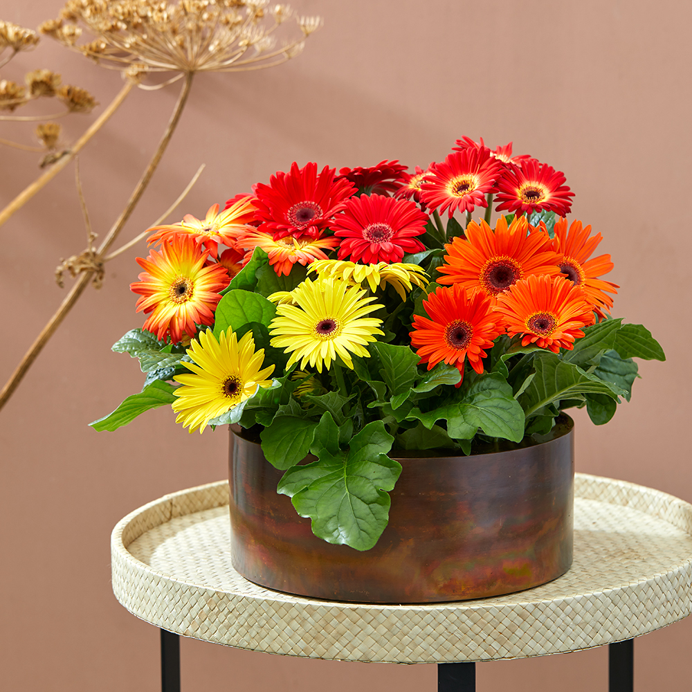 HilverdaFlorist-pot gerbera-FloriLine