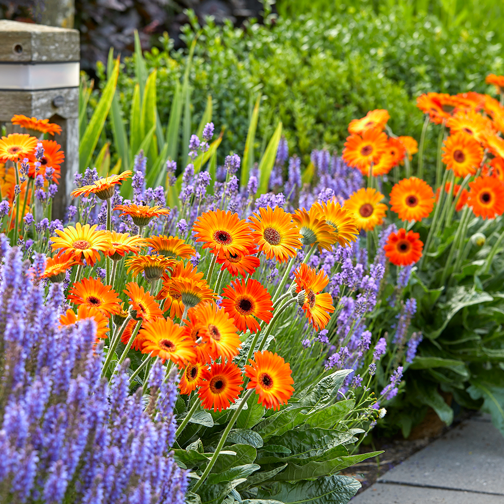 HilverdaFlorist-Garvinea-Garden Gerbera- Sweet Sunset